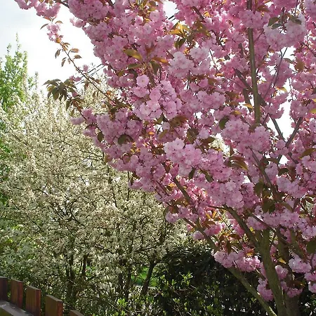 D'hotes Au Temps Des Cerises